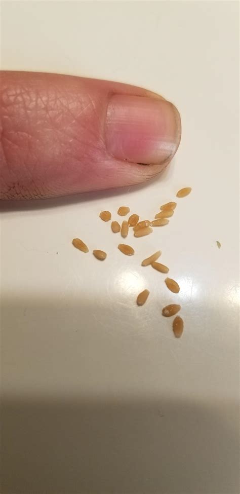 it was like half of the size of a grain of rice. . Dried tapeworm segments in my bed
